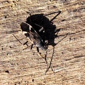 Dieuches sp. (genus) at Coree, ACT - 15 Jul 2022 12:33 PM