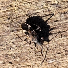 Dieuches sp. (genus) at Coree, ACT - 15 Jul 2022 12:33 PM