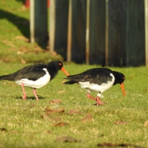 Haematopus longirostris at Mallacoota, VIC - suppressed