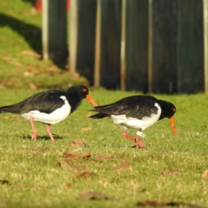 Haematopus longirostris (Australian Pied Oystercatcher) at Mallacoota, VIC by GlossyGal