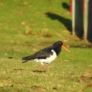 Haematopus longirostris at Mallacoota, VIC - suppressed