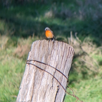 Petroica phoenicea (Flame Robin) at Albury - 15 Jul 2022 by Darcy