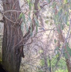 Gerygone fusca at Table Top, NSW - 15 Jul 2022