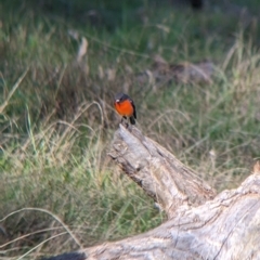 Petroica phoenicea (Flame Robin) at Albury - 15 Jul 2022 by Darcy