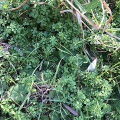 Galium aparine (Goosegrass, Cleavers) at Hughes Garran Woodland - 15 Jul 2022 by ruthkerruish