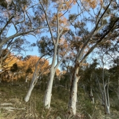 Eucalyptus rossii (Inland Scribbly Gum) at QPRC LGA - 15 Jul 2022 by SteveBorkowskis