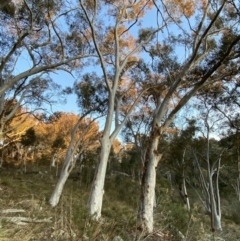 Eucalyptus rossii (Inland Scribbly Gum) at Jerrabomberra, NSW - 15 Jul 2022 by SteveBorkowskis