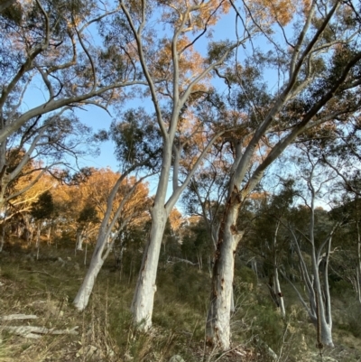 Eucalyptus rossii (Inland Scribbly Gum) at Jerrabomberra, NSW - 15 Jul 2022 by Steve_Bok