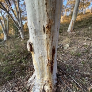 Eucalyptus rossii at QPRC LGA - 15 Jul 2022 04:49 PM