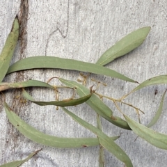 Eucalyptus rossii at QPRC LGA - 15 Jul 2022 04:49 PM