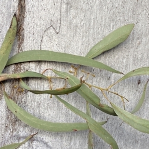 Eucalyptus rossii at Jerrabomberra, NSW - 15 Jul 2022