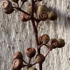 Eucalyptus rossii at QPRC LGA - 15 Jul 2022