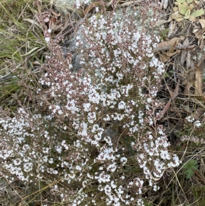 Leucopogon attenuatus (Small-leaved Beard Heath) at QPRC LGA - 15 Jul 2022 by Steve_Bok