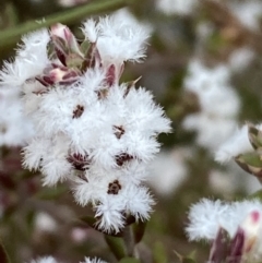 Styphelia attenuata at Jerrabomberra, NSW - 15 Jul 2022