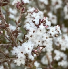 Styphelia attenuata at Jerrabomberra, NSW - 15 Jul 2022