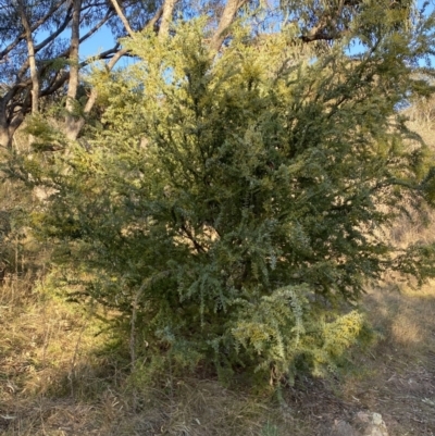 Acacia covenyi (Blue Bush) at Jerrabomberra, NSW - 15 Jul 2022 by Steve_Bok