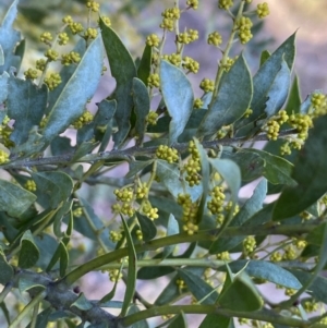 Acacia covenyi at Jerrabomberra, NSW - 15 Jul 2022 04:06 PM