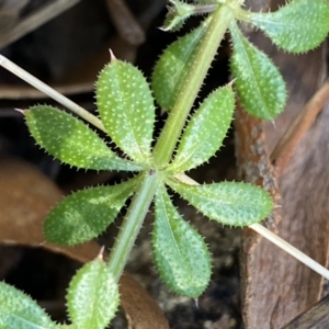 Galium aparine at Jerrabomberra, NSW - 15 Jul 2022