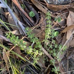 Galium aparine at Jerrabomberra, NSW - 15 Jul 2022