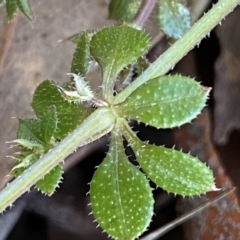 Galium aparine at Jerrabomberra, NSW - 15 Jul 2022