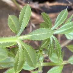 Galium aparine at Jerrabomberra, NSW - 15 Jul 2022