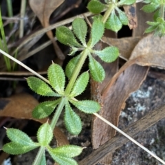 Galium aparine at Jerrabomberra, NSW - 15 Jul 2022