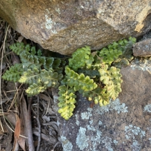 Asplenium subglandulosum at Jerrabomberra, NSW - 15 Jul 2022 03:55 PM