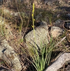 Bulbine glauca (Rock Lily) at Jerrabomberra, NSW - 15 Jul 2022 by SteveBorkowskis