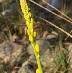 Bulbine glauca at Jerrabomberra, NSW - 15 Jul 2022