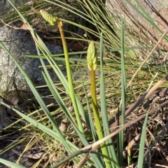 Bulbine glauca at Jerrabomberra, NSW - 15 Jul 2022