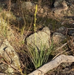 Bulbine glauca at Jerrabomberra, NSW - 15 Jul 2022