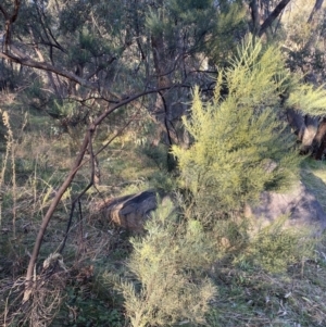 Acacia boormanii at Jerrabomberra, NSW - 15 Jul 2022
