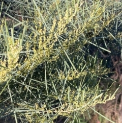 Acacia boormanii at Jerrabomberra, NSW - 15 Jul 2022