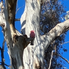 Eolophus roseicapilla (Galah) at Red Hill Nature Reserve - 15 Jul 2022 by KL