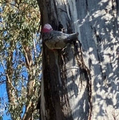 Eolophus roseicapilla at Deakin, ACT - 15 Jul 2022