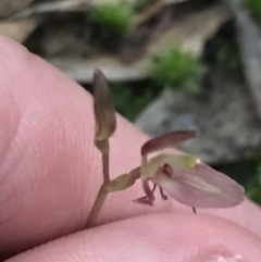 Cyrtostylis reniformis (Common Gnat Orchid) at Tomaree National Park - 7 Jul 2022 by Tapirlord