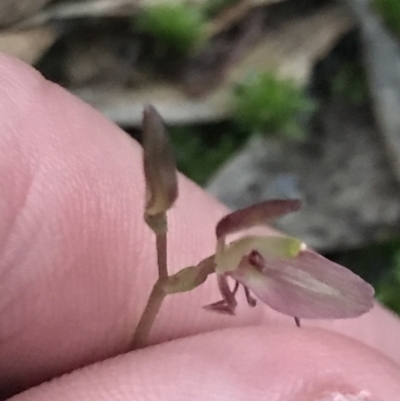 Cyrtostylis reniformis (Common Gnat Orchid) at Fingal Bay, NSW - 7 Jul 2022 by Tapirlord