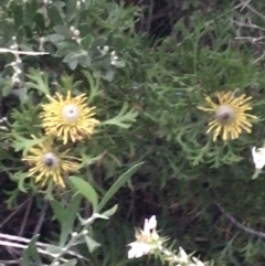 Isopogon anemonifolius (Common Drumsticks) at Tomaree National Park - 7 Jul 2022 by Tapirlord