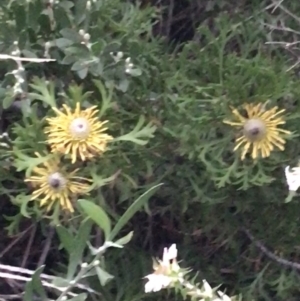 Isopogon anemonifolius at Fingal Bay, NSW - suppressed