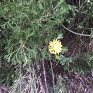 Isopogon anemonifolius at Fingal Bay, NSW - suppressed