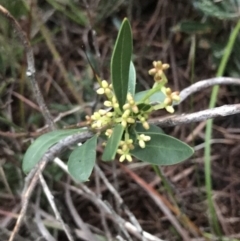 Wikstroemia indica (Bootlace Bush, Tie Bush) at Fingal Bay, NSW - 7 Jul 2022 by Tapirlord