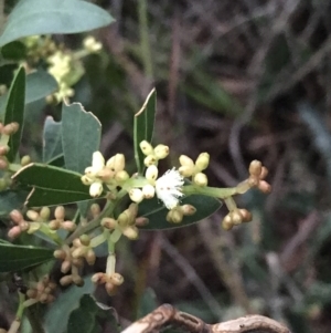 Wikstroemia indica at Fingal Bay, NSW - 7 Jul 2022 04:59 PM