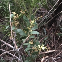 Wikstroemia indica at Fingal Bay, NSW - 7 Jul 2022