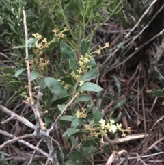 Wikstroemia indica at Fingal Bay, NSW - 7 Jul 2022