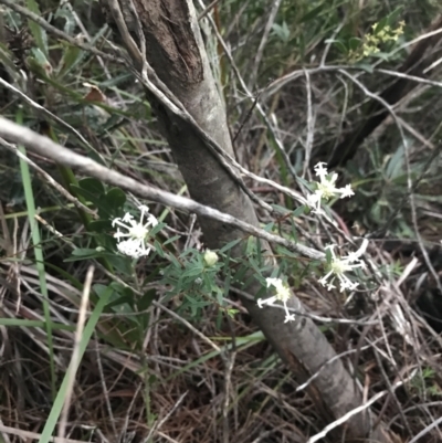 Pimelea linifolia (Slender Rice Flower) at Tomaree National Park - 7 Jul 2022 by Tapirlord