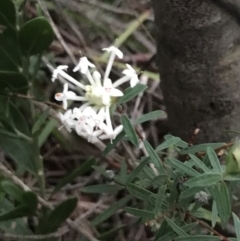 Pimelea linifolia at Fingal Bay, NSW - 7 Jul 2022