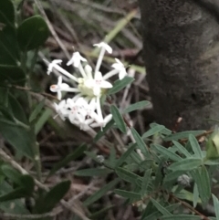 Pimelea linifolia at Fingal Bay, NSW - 7 Jul 2022 04:59 PM