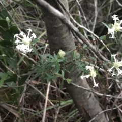 Pimelea linifolia at Fingal Bay, NSW - 7 Jul 2022 04:59 PM