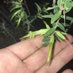 Styphelia viridis subsp. viridis (Green Five Corners) at Tomaree National Park - 7 Jul 2022 by Tapirlord