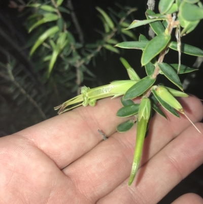 Styphelia viridis subsp. viridis (Green Five Corners) at Tomaree National Park - 7 Jul 2022 by Tapirlord